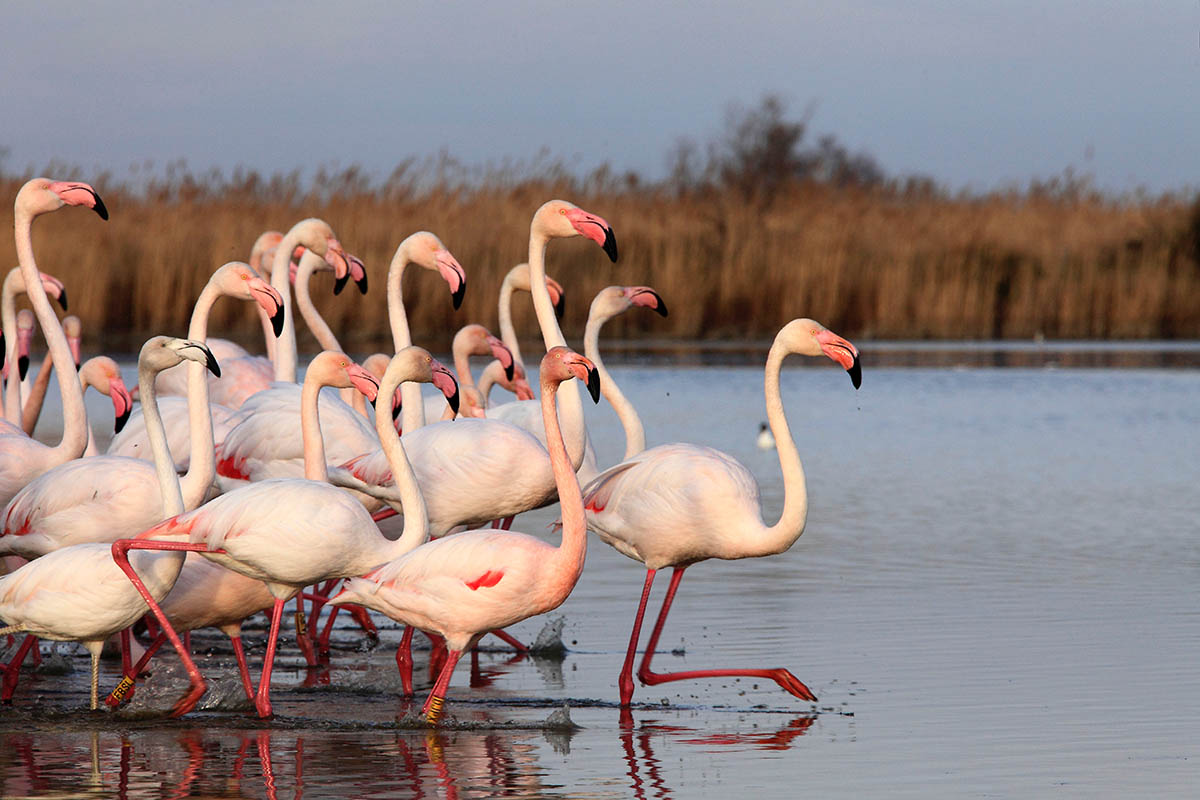 Flamants roses camarguais